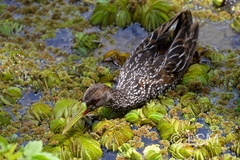 Pardirallus maculatus