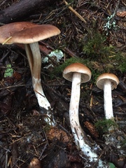 Cortinarius laniger
