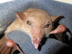 Macroglossus minimus