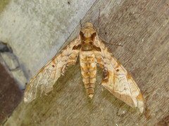 Protambulyx eurycles