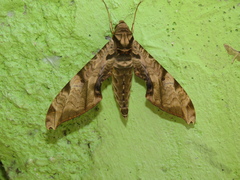 Protambulyx eurycles