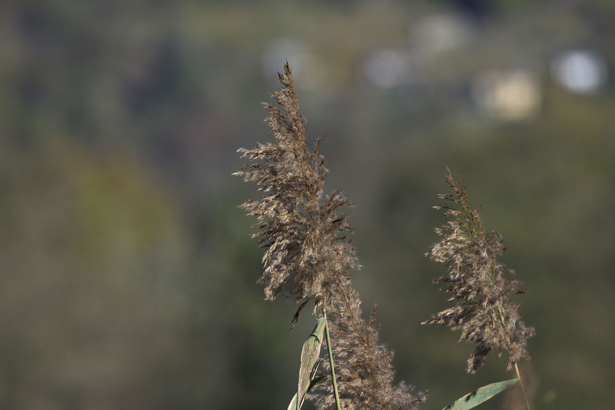 Arundo donax var. donax