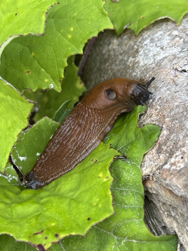 Arion vulgaris