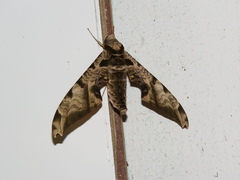 Protambulyx eurycles