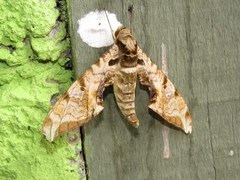 Protambulyx eurycles