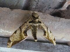 Protambulyx eurycles