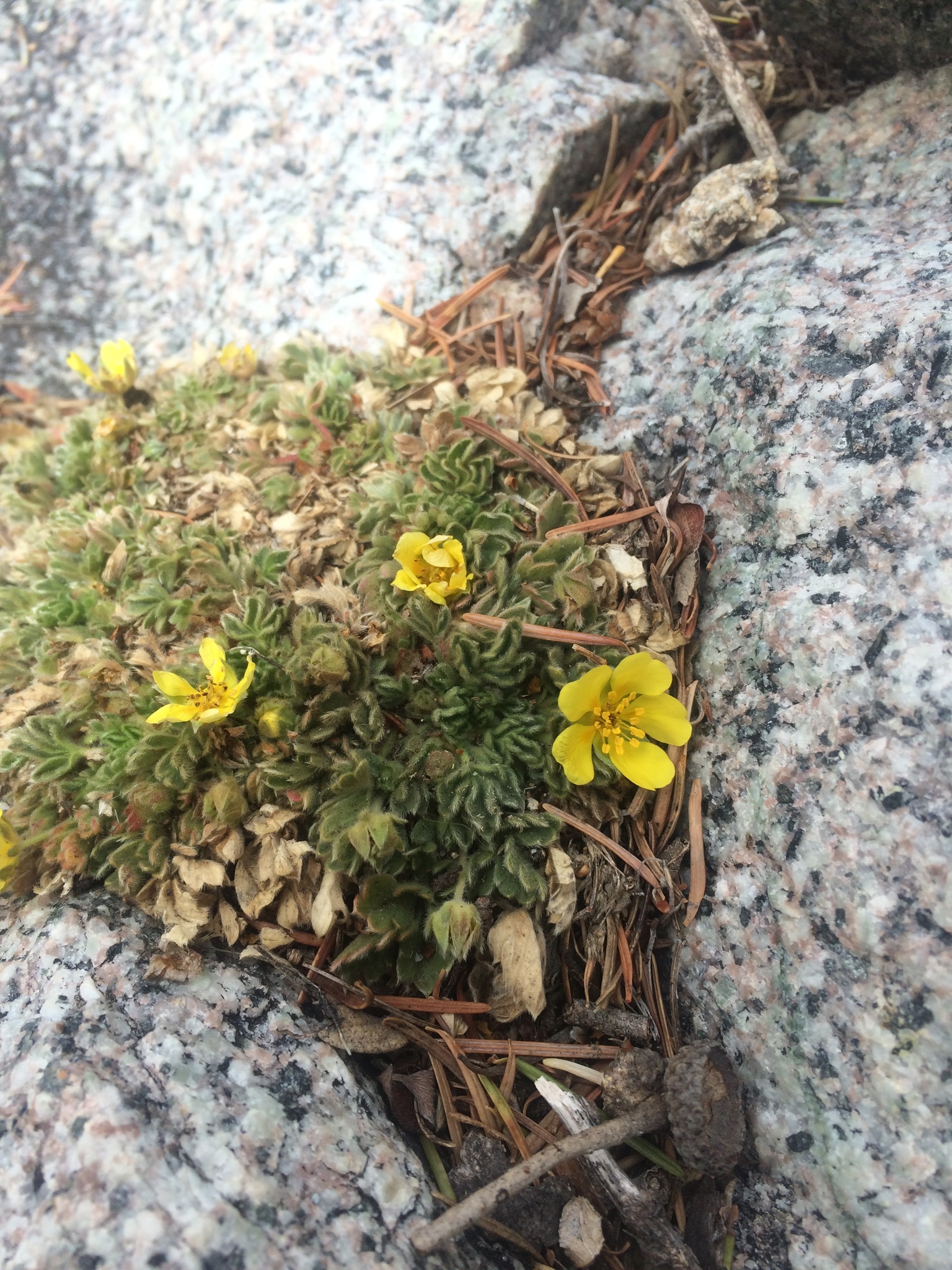 Potentilla rhyolitica