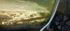 Nikolsky's Loach photo 5