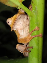 Polypedates otilophus