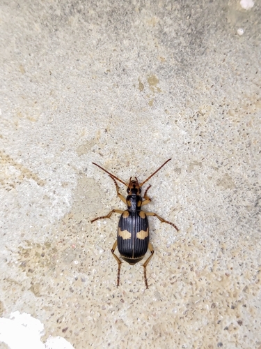 Pheropsophus jessoensis