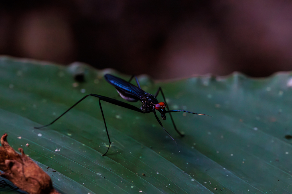 Scipopus erythrocephalus