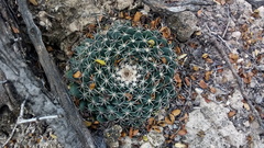 Mammillaria meiacantha