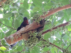 Callosciurus prevostii