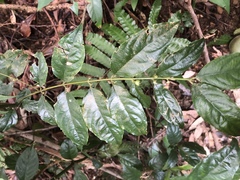 Lasianthus micranthus