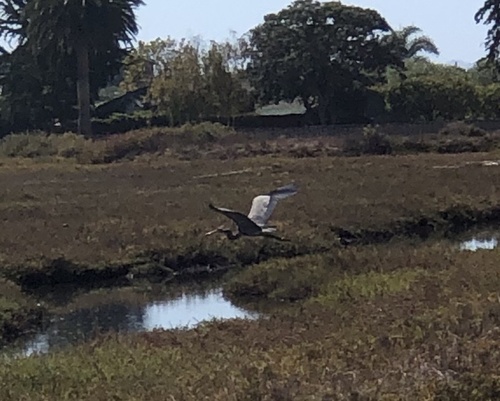 iNaturalist observation photo of Great Blue Heron