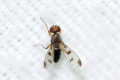 Geomyza tripunctata