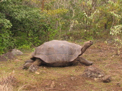 Chelonoidis niger chathamensis