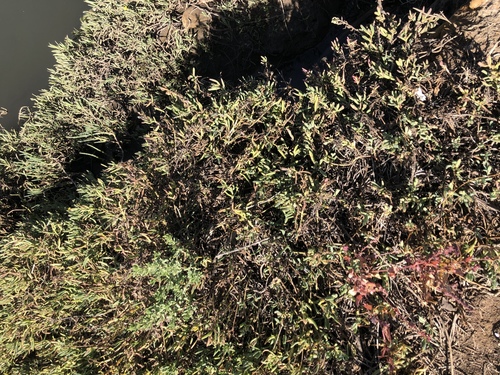 iNaturalist observation photo of pickleweeds