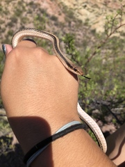 Salvadora deserticola