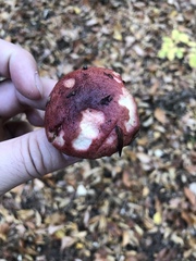 Russula emetica