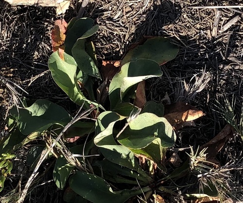iNaturalist observation photo of Western Marsh Rosemary