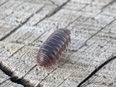 Armadillidium vulgare