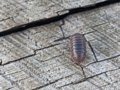 Armadillidium vulgare