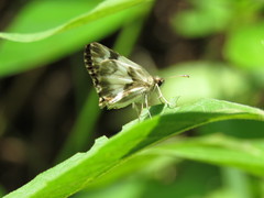 Heliopetes omrina
