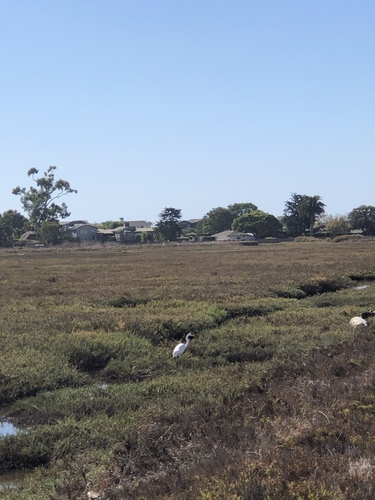 iNaturalist observation photo of Great Egret