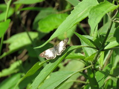 Heliopetes omrina
