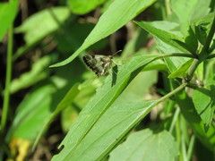 Heliopetes omrina