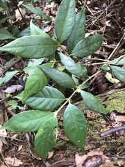 Lasianthus curtisii