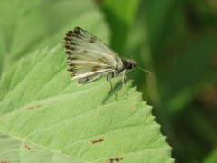 Heliopetes omrina