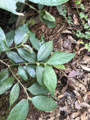 Lasianthus curtisii
