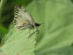 Heliopetes omrina