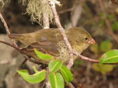 Camarhynchus parvulus