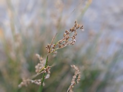 Juncus mexicanus