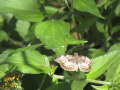 Chiomara georgina georgina