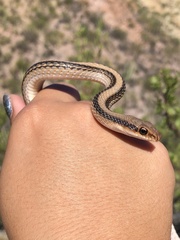 Salvadora deserticola