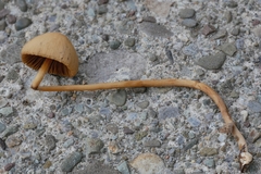 Conocybe semiglobata