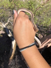 Salvadora deserticola