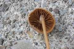 Conocybe semiglobata
