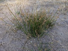 Juncus mexicanus