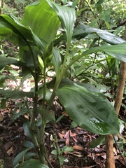 Phaius mishmensis