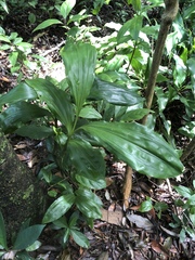 Phaius mishmensis