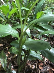 Phaius mishmensis