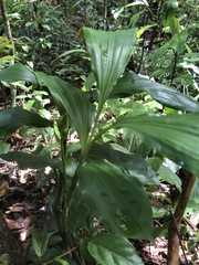 Phaius mishmensis