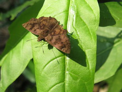 Nisoniades rubescens