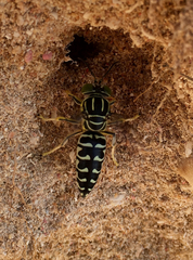 Stictia signata