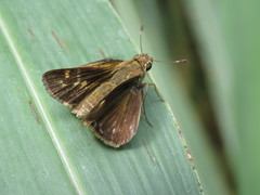 Panoquina lucas